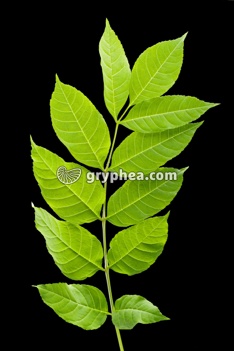 Frêne - feuille (Fraxinus excelsior) - gryphea.org